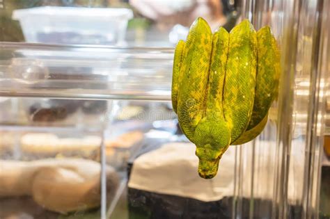 Image result for Green Tree Python Pet