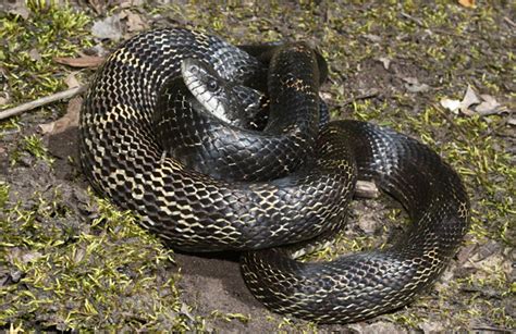 Snakes in Michigan - An Overview of the 15 Native Species - Pets Hyme