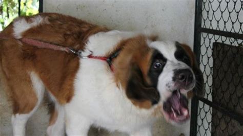 Centre act to prohibit foreign dog breeds used in illegal fighting ...