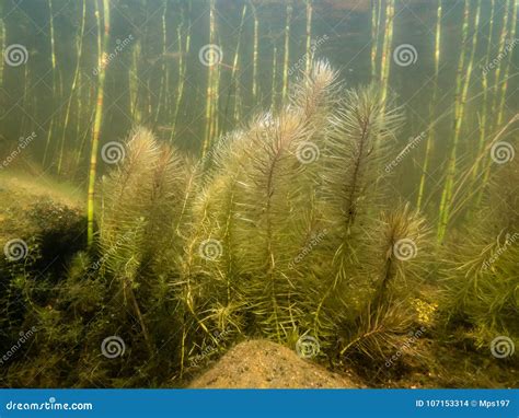 Underwater Stems of Mare`s-tail Aquatic Plant Stock Photo - Image of ...
