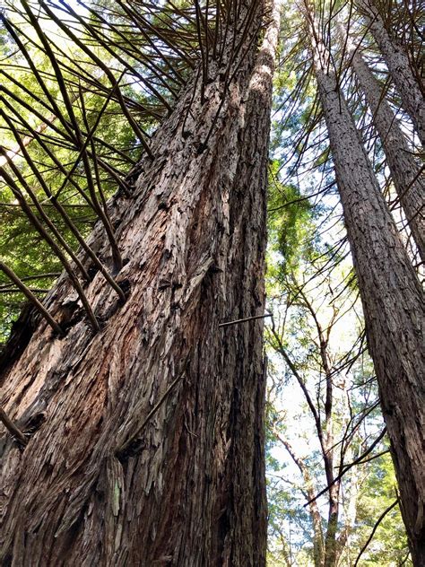 UCSC Mountain Bike Trail in Santa Cruz, California - Directions, Maps ...