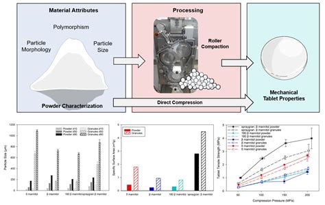 Understanding the Multidimensional Effects of Polymorphism, Particle ...