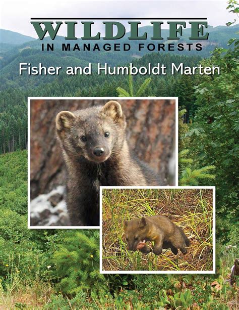 Fisher and Humboldt Marten in Oregon Forest