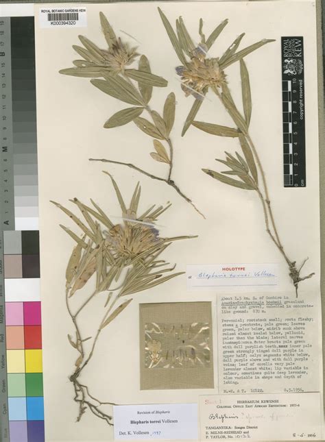 Blepharis torrei Vollesen | Plants of the World Online | Kew Science