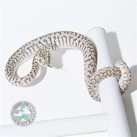 Image result for Granite Carpet Python