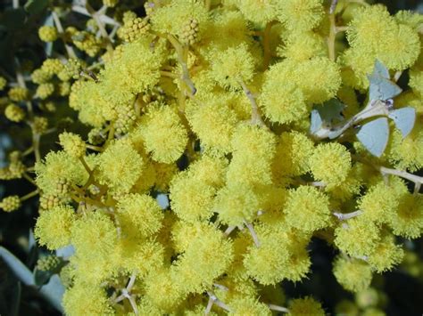 Acacia cultriformis - Knife-leaf Wattle, Dog-tooth Wattle, Half-moon ...
