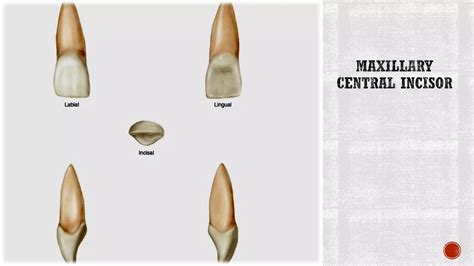 Maxillary central incisors | PDF