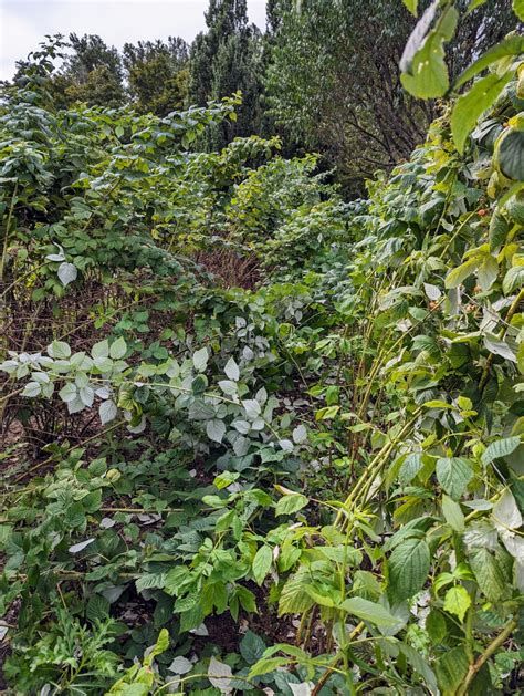 Image result for How to Support Raspberry Bushes