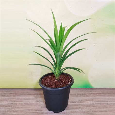 Buy Pandanus Plants online from Nurserylive at lowest price.