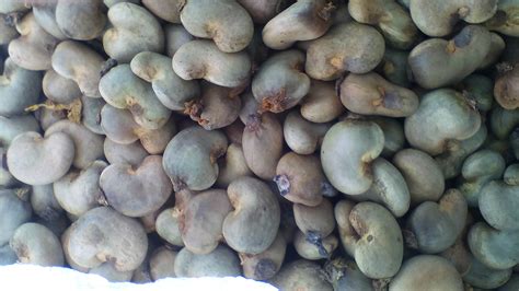 Cashew Nuts - Roasted and Salted - Business Projects