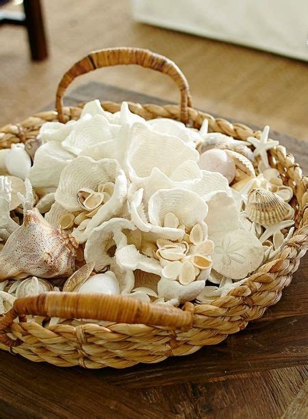 Image result for Seashell Collection