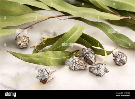 How To Dry Fresh Eucalyptus Leaves at Brayden Ologhlin blog