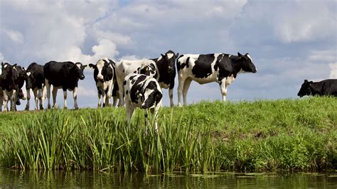 «cows» HD wallpapers