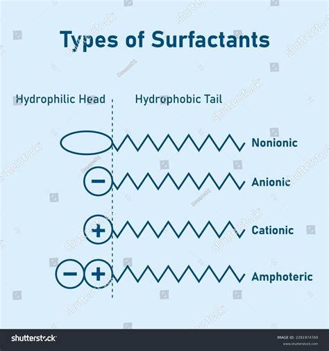 Types Surfactants Head Tail Hydrophilic Nonionic Stock Vector (Royalty ...
