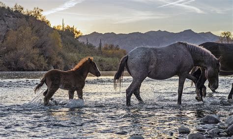 Where To See The Salt River Wild Horses In Arizona | Best Locations In 2025