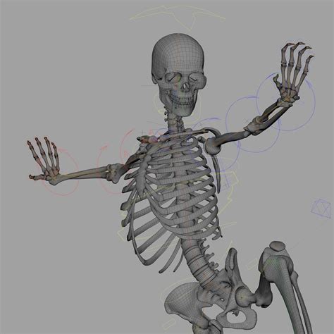 Image result for Model of Skeleton