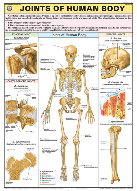 Buy HP25S | TeachingNest | Joints of Human Body Chart 70x100 cm ...