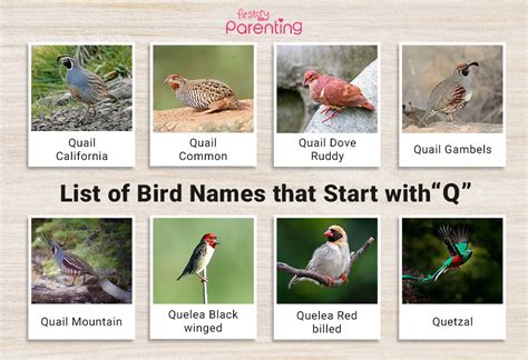 List of Birds That Start With Q (Pictures & Facts)