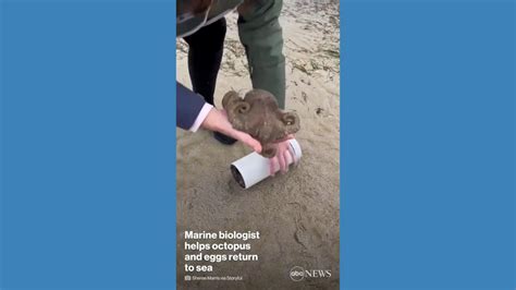 Image result for Octopus Solves Problem