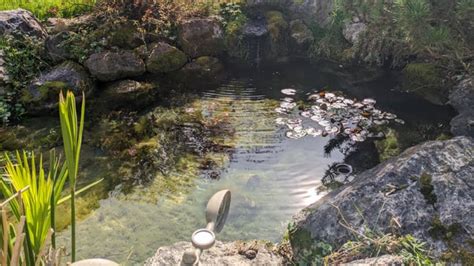 Spring Water Pond 的图像结果