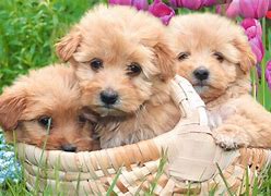 Image result for Cute Spring Screensavers
