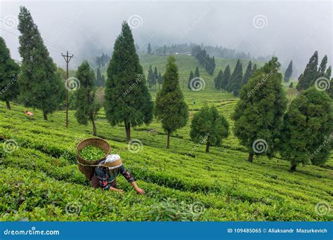 Tea Region India