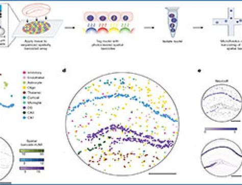 Single-cell RNA-seq 的图像结果