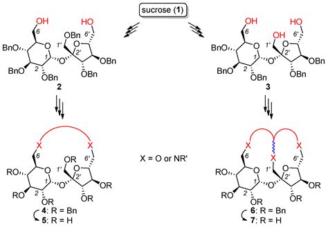 Sucrose-Based Macrocycles: An Update