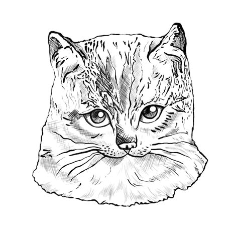 Hand drawn gray cat sticker transparent png | Premium Photo