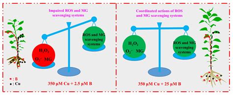 Boron Reduced Copper Excess-Induced Oxidative Damage in Citrus sinensis ...