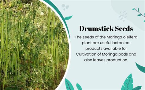 SK ORGANIC MORINGA Seeds PKM2 Variety Drumstick Seeds 1 Kg (Saijan ki ...