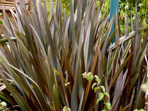 Where To Plant New Zealand Flax at Stacy Dyson blog