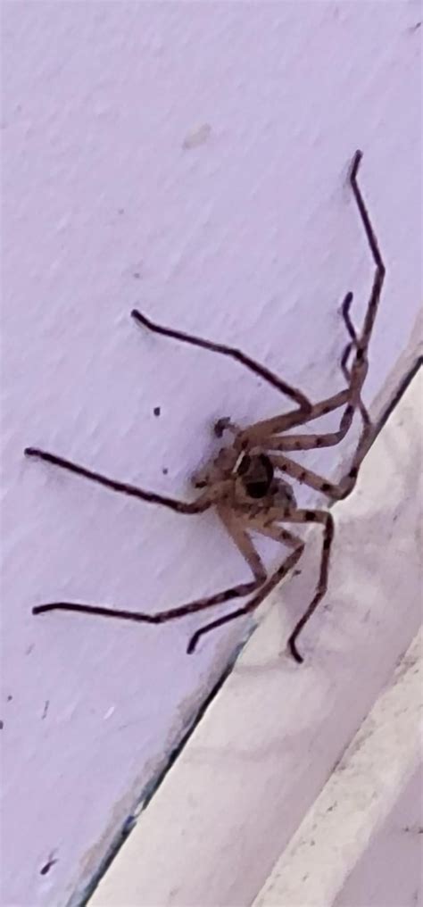 Found this large spider at home in Vilano Beaches, Florida. Would be ...