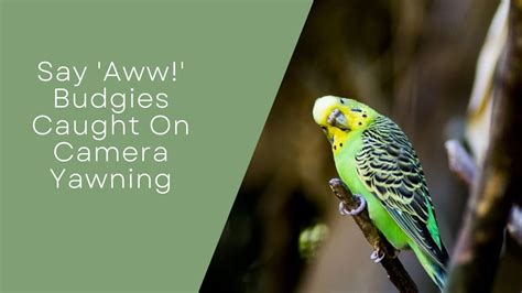 Say 'Aww!' Budgies Caught On Camera Yawning