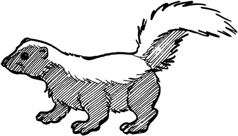 Free Skunk Coloring Pages