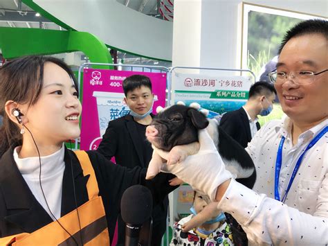 流沙河花猪现场卖萌，化身“特邀嘉宾”现场直播带货-湖南-长沙晚报网