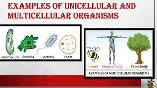 Image result for Multicellular Organism Examples