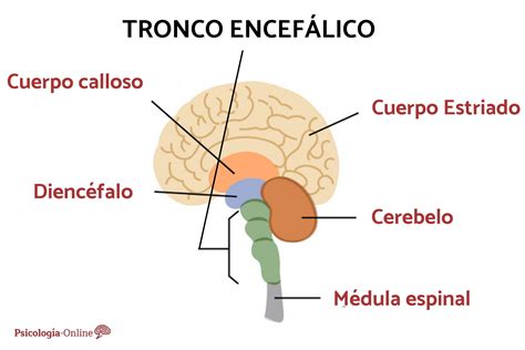 Encéfalo: Cérebro, Cerebelo E Tronco Encefálico [Resumo Completo] – GSJWXX