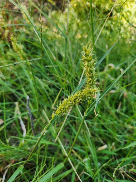 Yard Stickers Weeds I Have Stickers!! | Lawn Care Forum