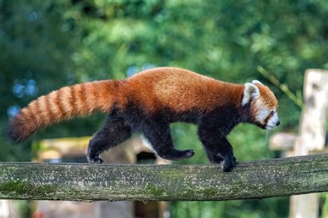 10 Fascinating Facts About The Adorable Red Panda