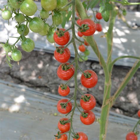 Red Cherry Tomato F1 Hybrid Seeds - Sweet, Small, and Easy to Grow