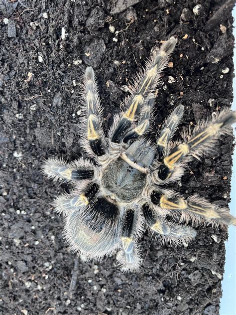 Chaco Golden knee (Grammostola pulchripes) | Tarantula Lab