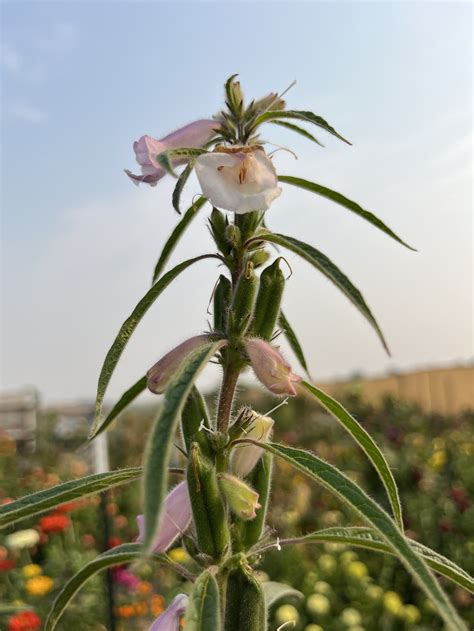 Image result for Sesame Tree Potter