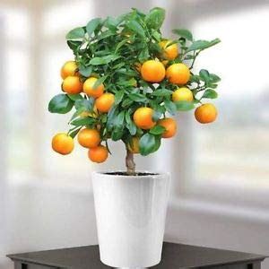 Creative Farmer Live Plants for Garden Orange Calamondin Orange - Dwarf ...