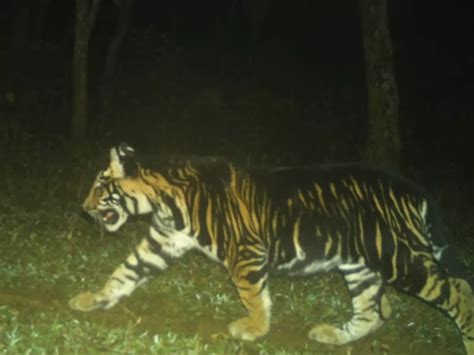 Pseudo-melanistic Tiger Cub's Appearance Amazes Wildlife Observers