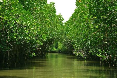 Pichavaram - Picture of Pichavaram Mangrove Forest, Chidambaram ...