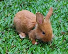 Image result for Pic of White Baby Bunny Cute