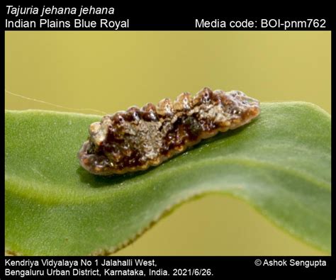 Tajuria jehana jehana | Butterfly