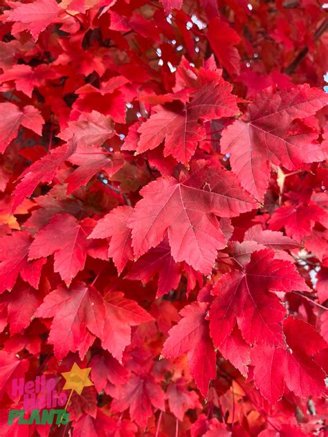 Acer 'Autumn Red/October Glory' Canadian Maple 8" Pot - Hello Hello Plants