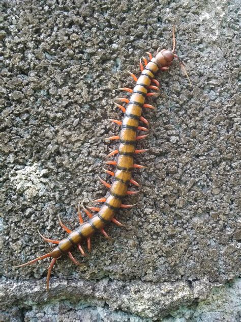 Stonožka je nejlepší mamkou - Kabinet Kuriozit